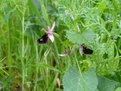 Ophrys bertolonii