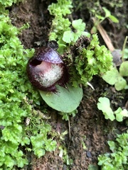 Corybas hispidus
