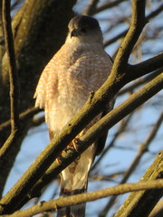 Accipiter cooperii