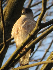 Accipiter cooperii