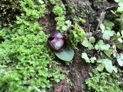 Corybas hispidus