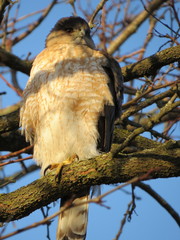 Accipiter cooperii
