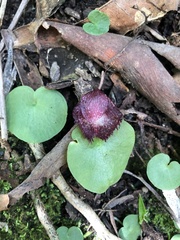 Corybas hispidus