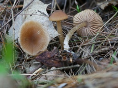 Entoloma phaeopileatum