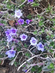 Lithodora