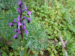 Anacamptis morio longicornu