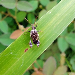 Merocoris