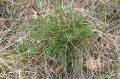 Seseli hippomarathrum