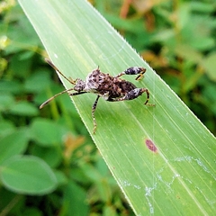 Merocoris