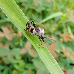 Merocoris