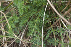 Seseli hippomarathrum