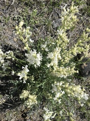 Oxytropis campestris