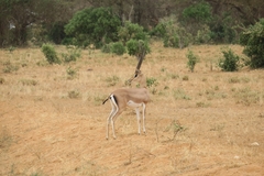 Nanger granti