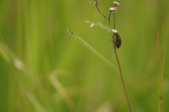 Lagria villosa