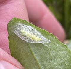 Plutella porrectella