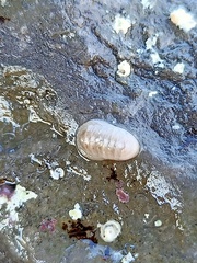 Leptochiton algesirensis