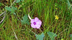 Convolvulus althaeoides
