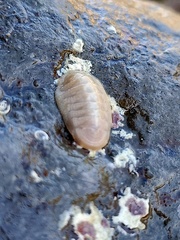 Leptochiton algesirensis
