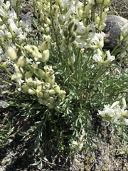 Oxytropis campestris