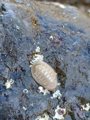 Leptochiton algesirensis