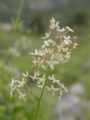 Galium melanantherum