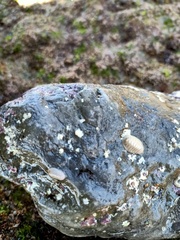 Leptochiton algesirensis