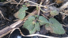 Lamium maculatum