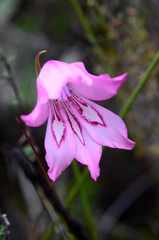Gladiolus ornatus