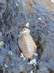 Leptochiton algesirensis
