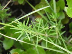 Galium melanantherum