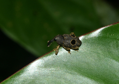 Heilipodus ocellatus