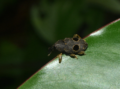 Heilipodus ocellatus
