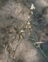 Polygonum novoascanicum