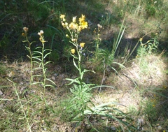 Hieracium umbellatum filifolium