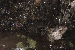 Alcis admissaria