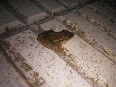 Leptodactylus gracilis