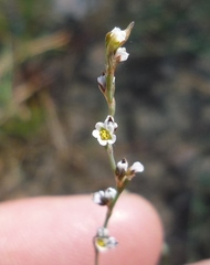 Polygonum novoascanicum
