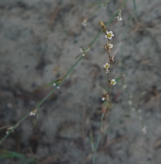 Polygonum novoascanicum