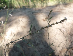 Polygonum novoascanicum