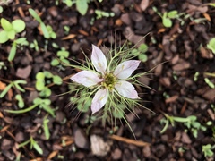 Nigella