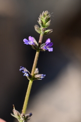 Stemodia durantifolia