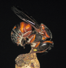Loyolanthidium