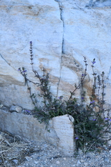 Stemodia durantifolia