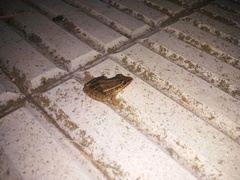 Leptodactylus gracilis