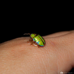 Eurypepla brevilineata