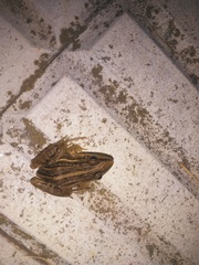 Leptodactylus gracilis