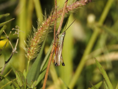 Staurorhectus longicornis