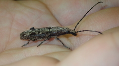 Ptychoderes nebulosus