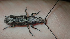 Ptychoderes nebulosus