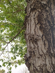 Populus nigra